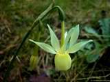 foto de flor de narciso palido, con tama�o de 1024X768